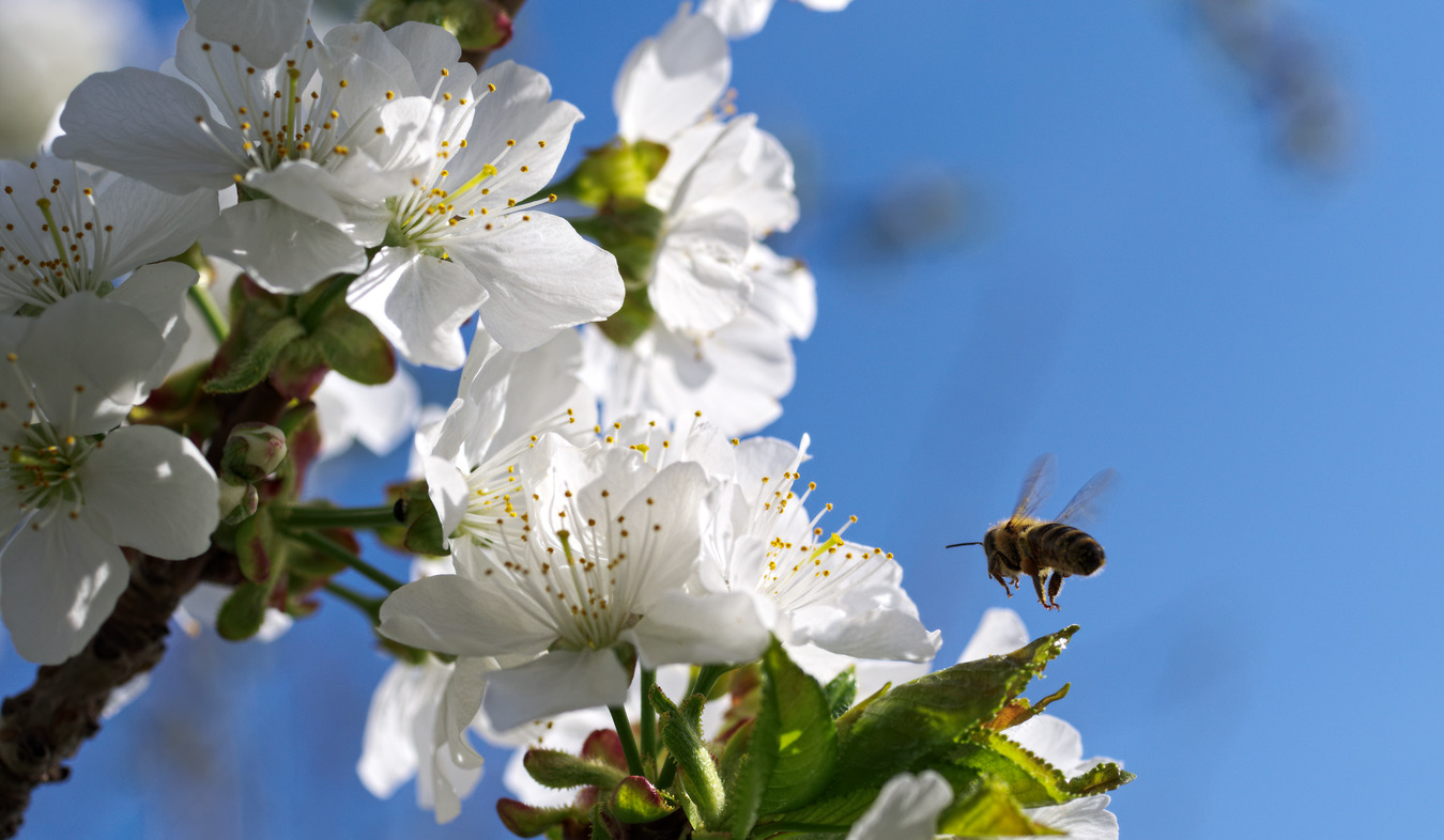 photo "***" tags: macro and close-up, 