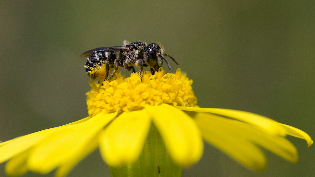 photo "***" tags: macro and close-up, 