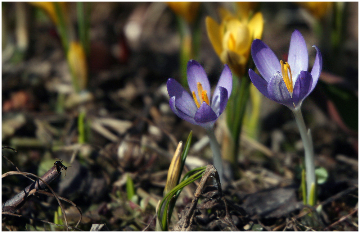 photo "Crocuses" tags: nature, macro and close-up, 