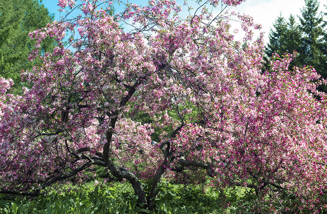 photo "***" tags: landscape, park, spring, розовые яблоневые лепестки, яблоня