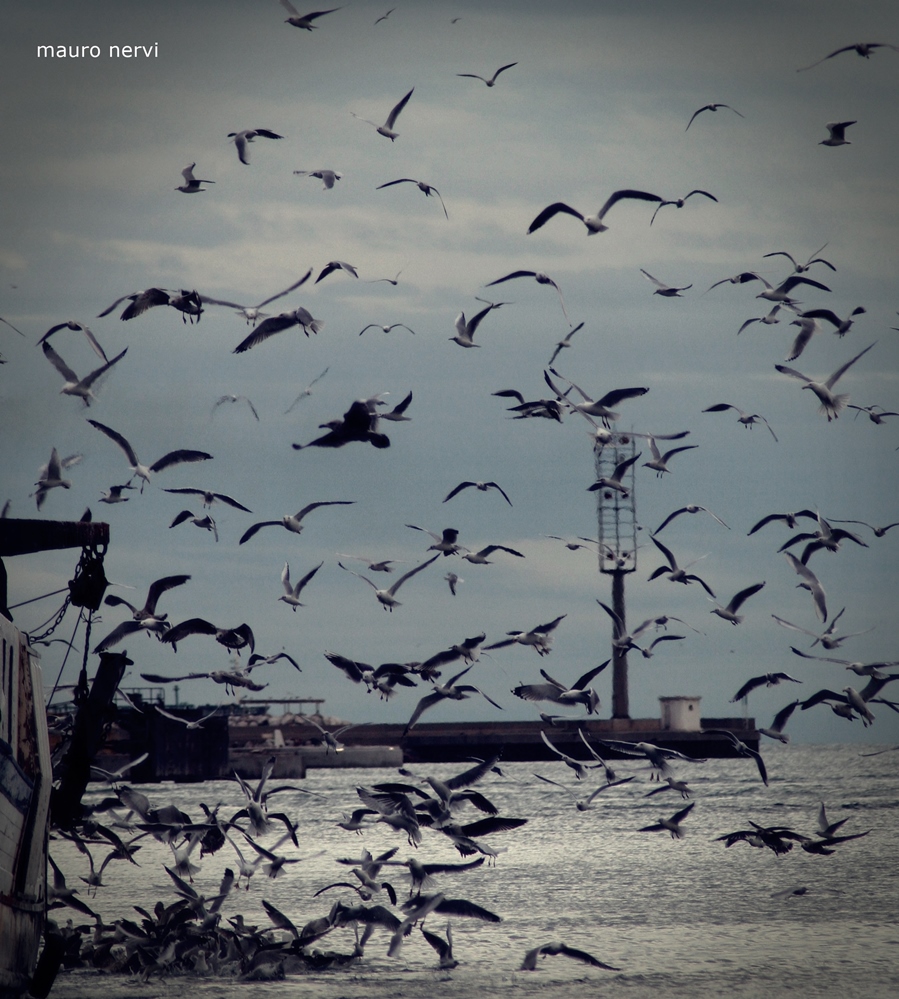фото "seagulls" метки: разное, 