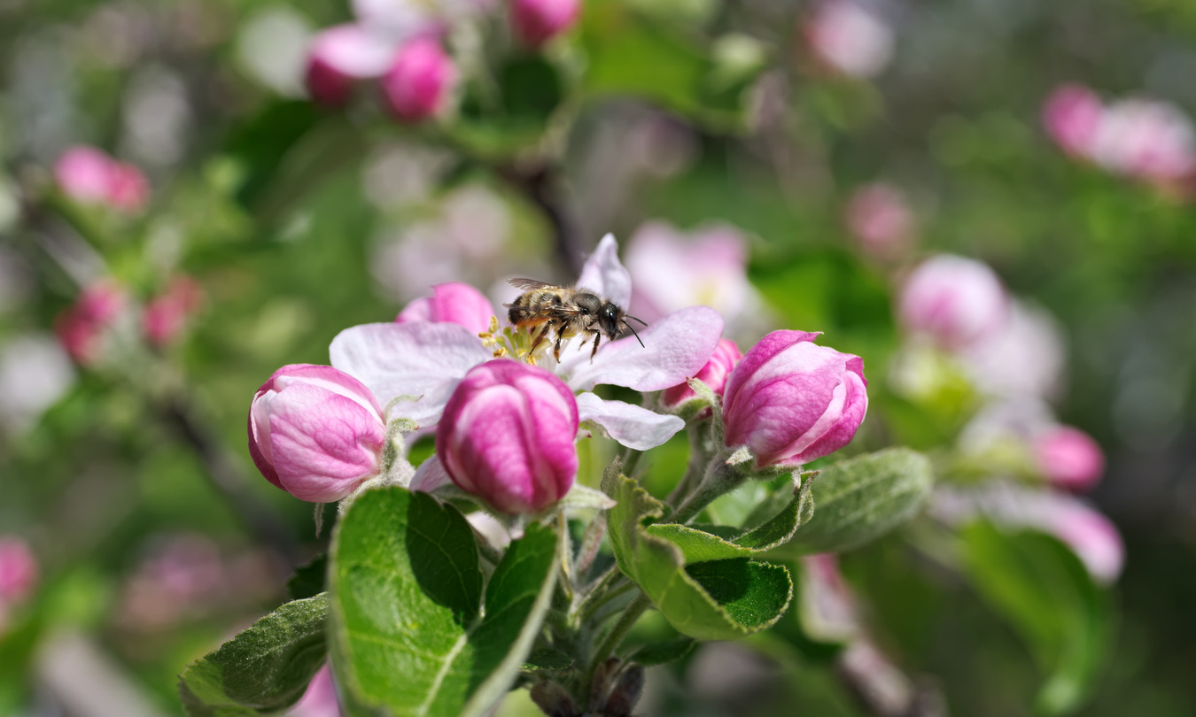 photo "***" tags: macro and close-up, 