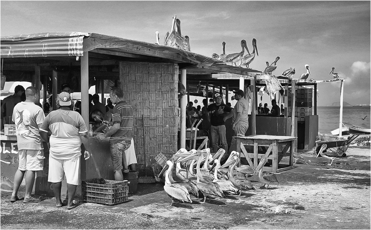 photo "The pelicans came for lunch" tags: black&white, 