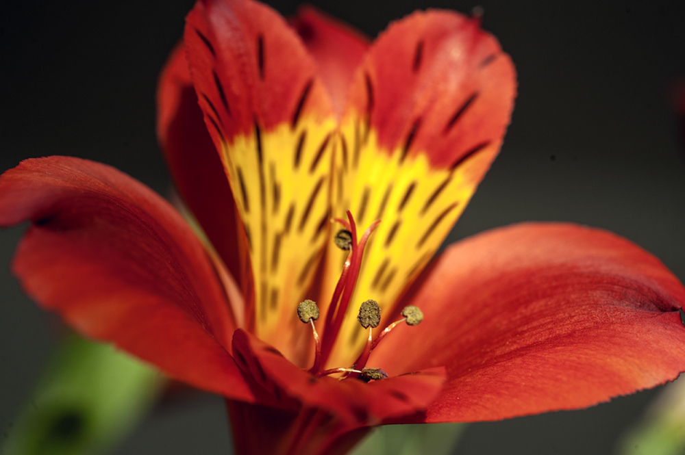 photo "***" tags: macro and close-up, 