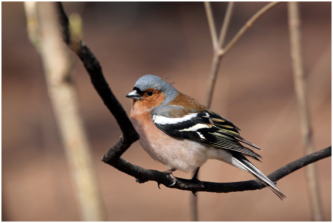 photo "Winged swings" tags: nature, macro and close-up, 