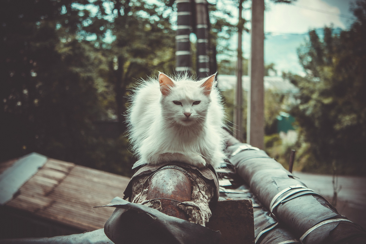 photo "белый кот" tags: street, misc., nature, cat, tomcat, животные, коты, котэ, кошки