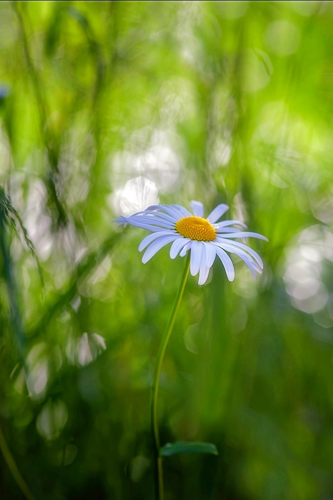 photo "***" tags: macro and close-up, 