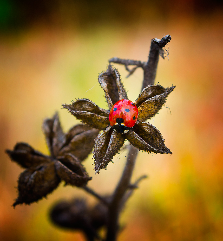 photo "***" tags: macro and close-up, 