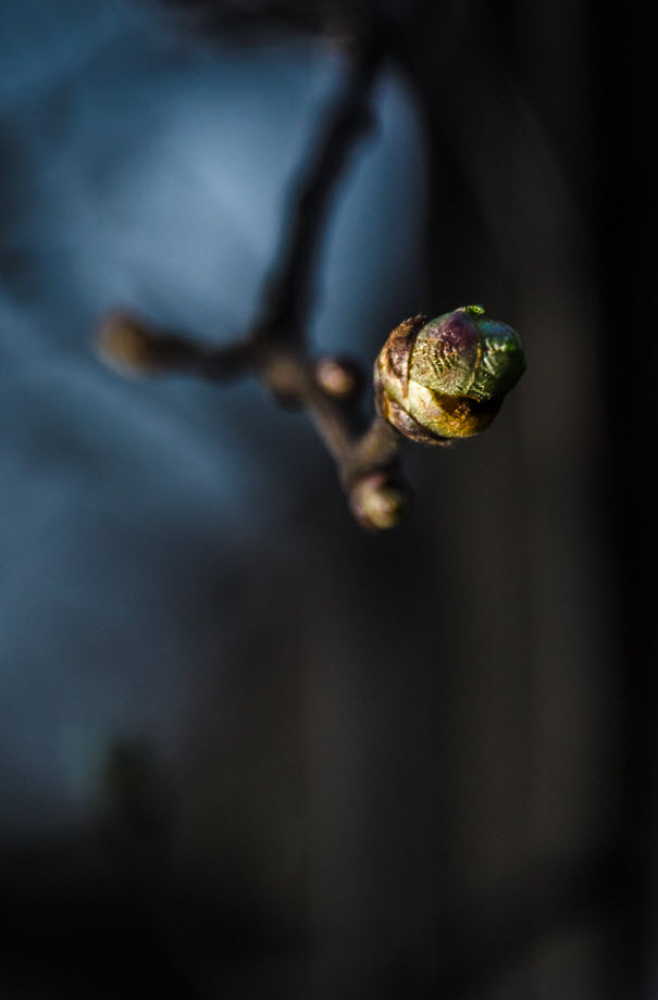 photo "***" tags: macro and close-up, nature, ветка, листья