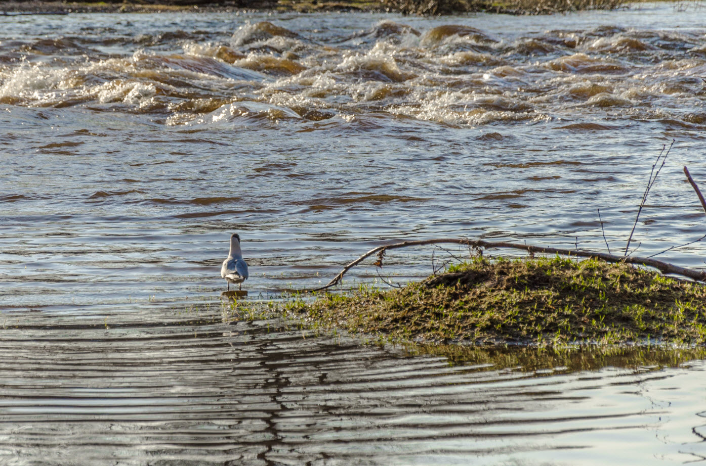 photo "***" tags: nature, humor, river, волны, чайка