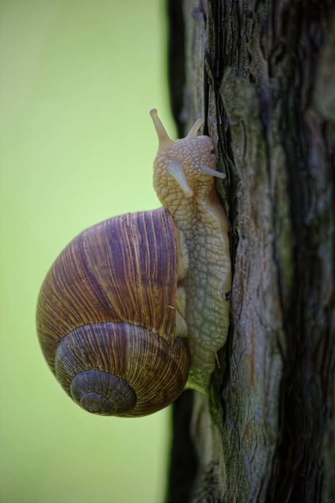 photo "***" tags: macro and close-up, 