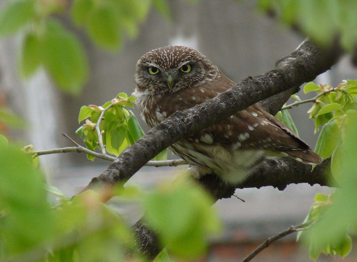 photo "***" tags: nature, macro and close-up, wild animals