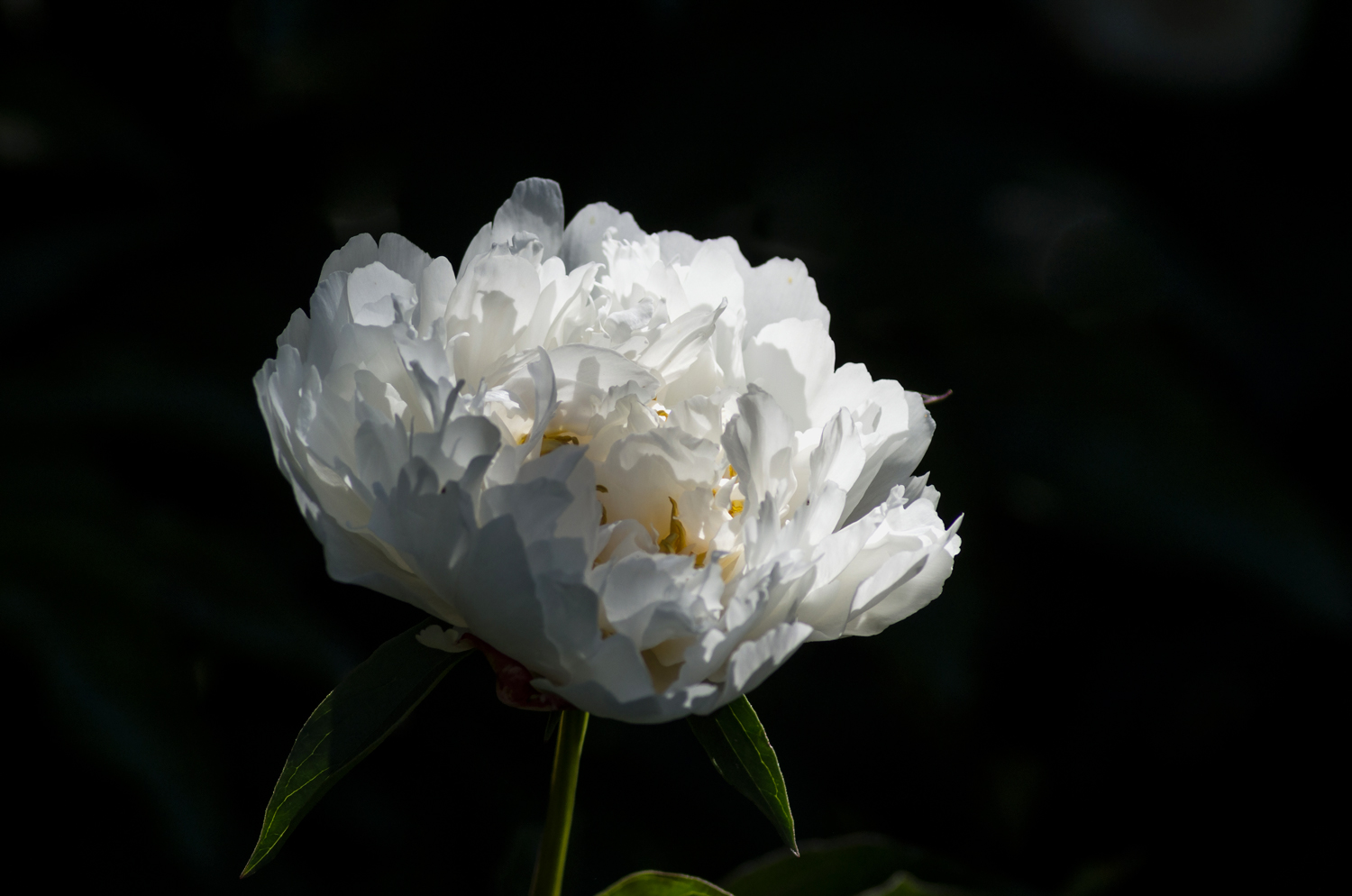 photo "***" tags: macro and close-up, nature, 