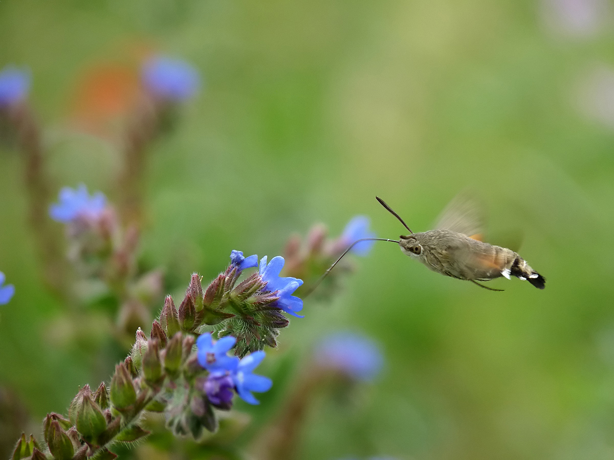 photo "***" tags: nature, flowers, insect