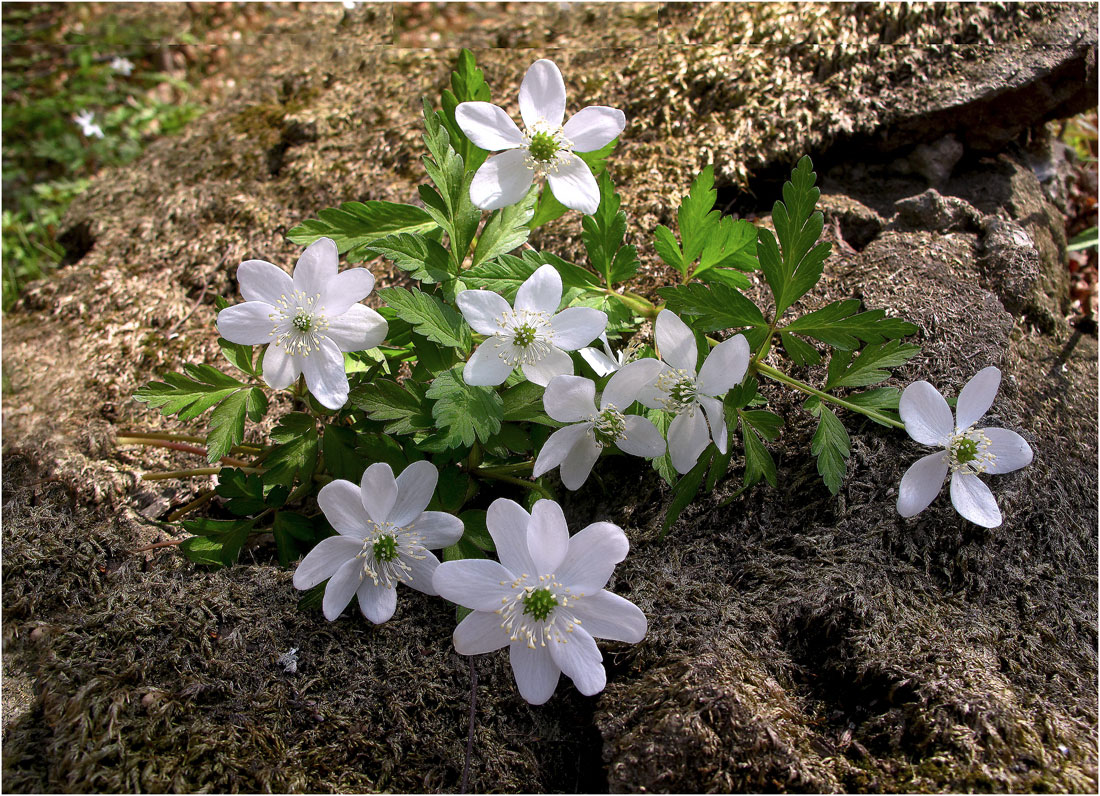 photo "***" tags: still life, forest, spring, цветы.