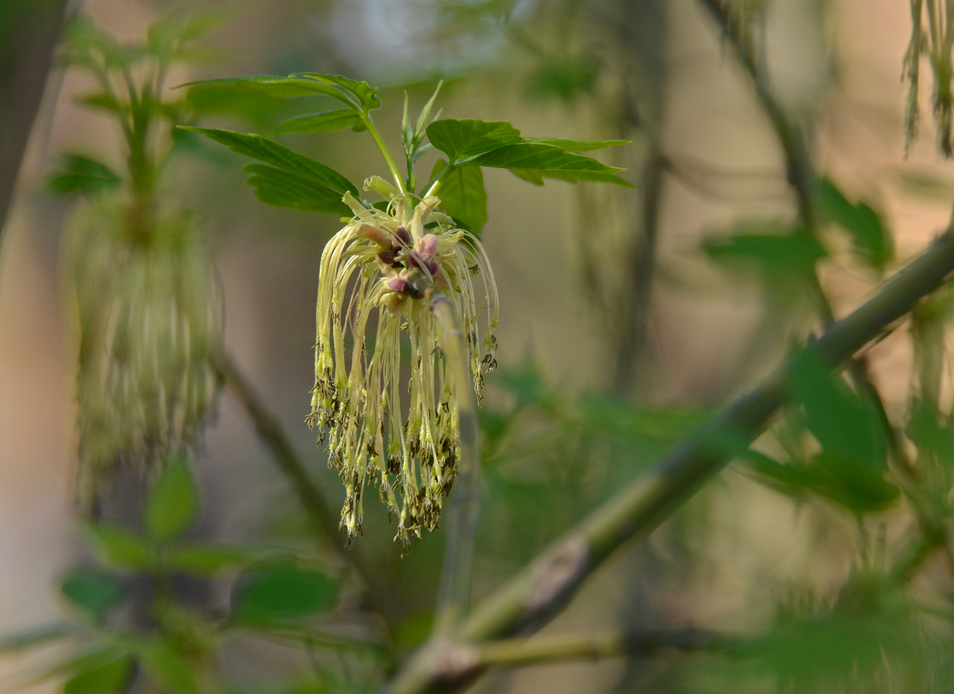 photo "***" tags: nature, spring, цветение