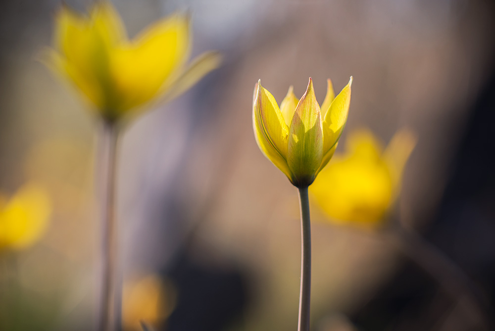 photo "***" tags: macro and close-up, nature, 