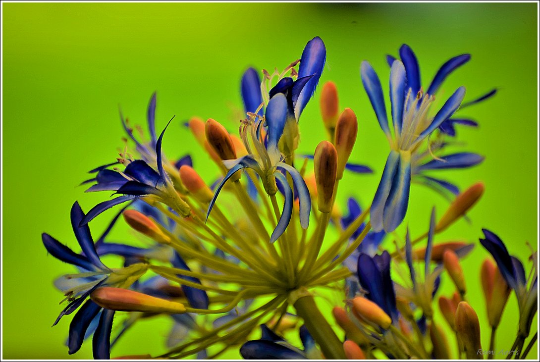 photo "***" tags: nature, macro and close-up, 