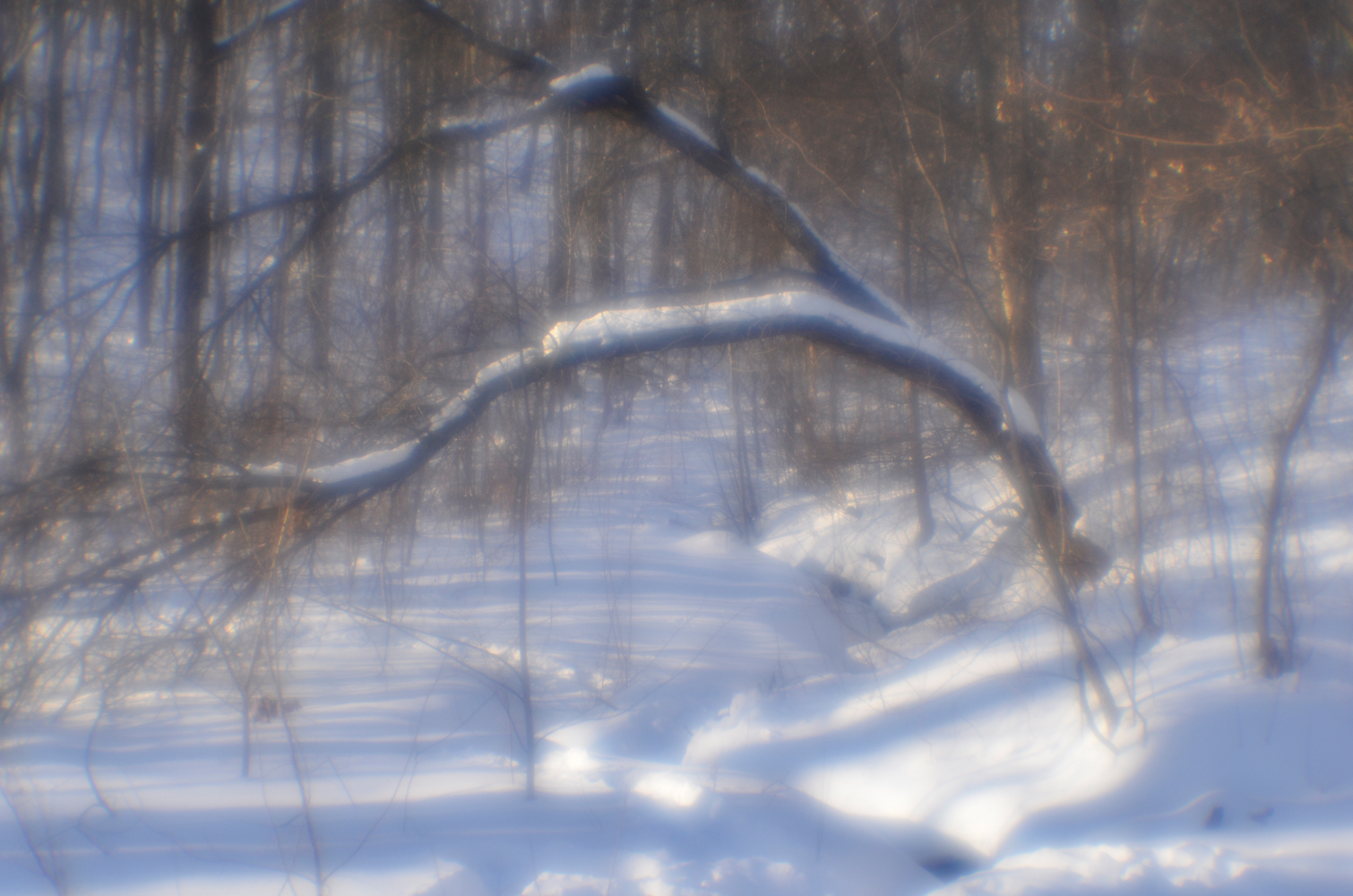 фото "После снегопада." метки: пейзаж, зима, лес, монокль, снег