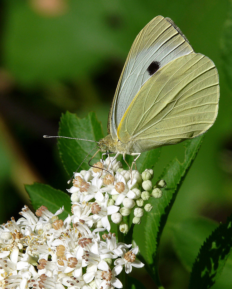 photo "***" tags: macro and close-up, insect