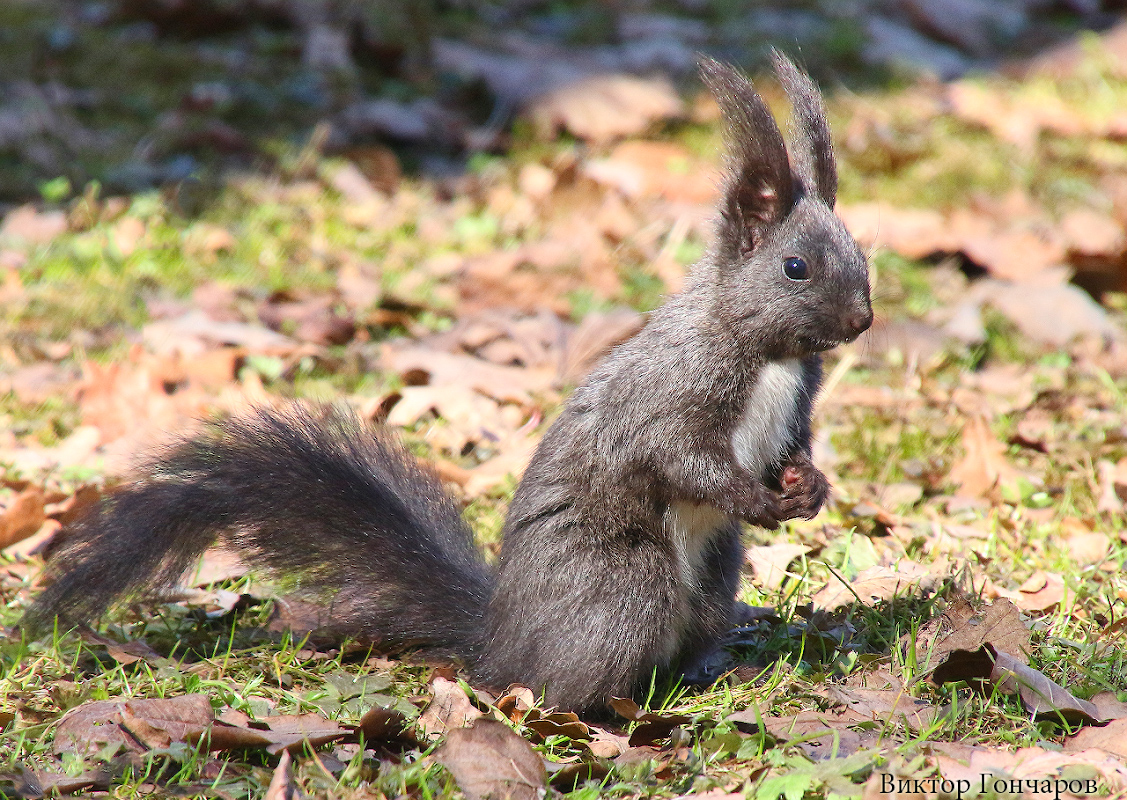 photo "***" tags: , squirrel