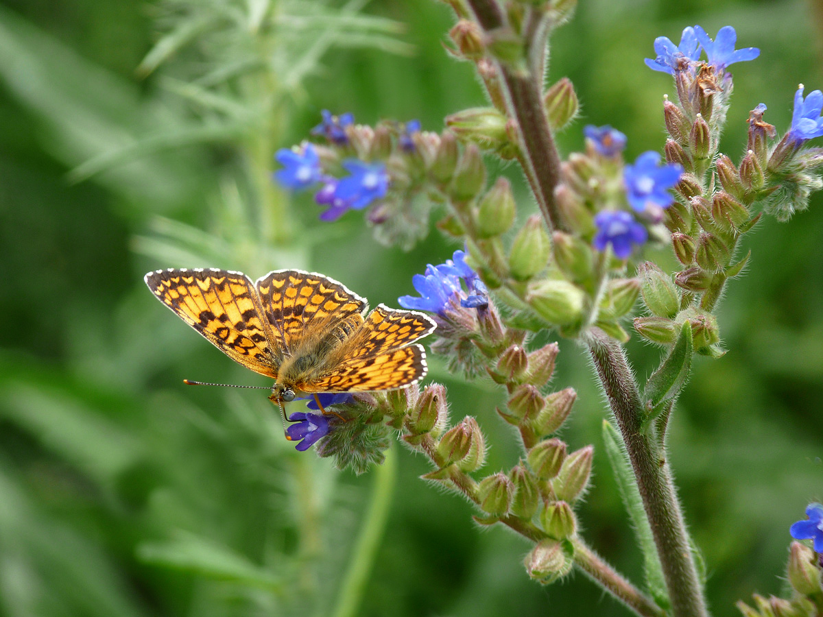 photo "***" tags: nature, insect