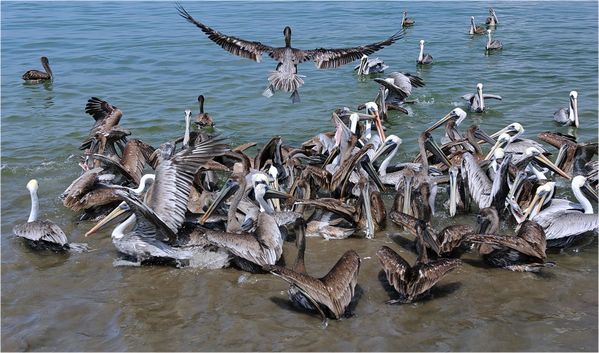 photo "A fight of pelicans" tags: misc., 