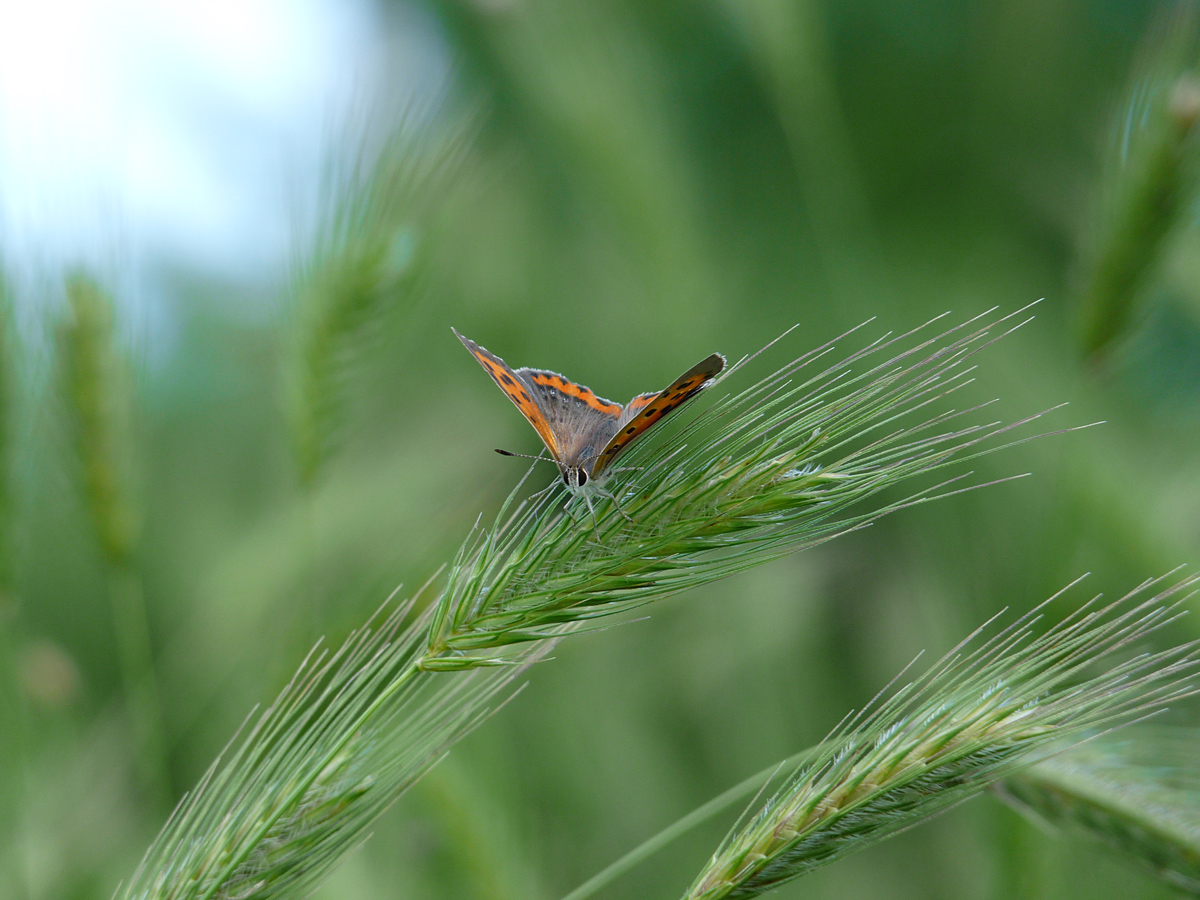 photo "***" tags: nature, insect