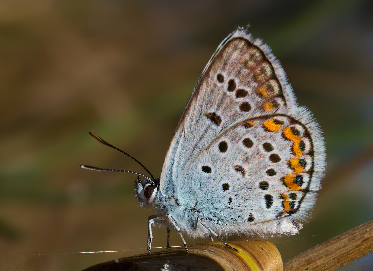 photo "***" tags: macro and close-up, 