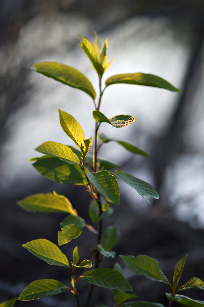 photo "***" tags: nature, 