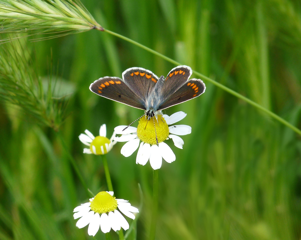 photo "***" tags: nature, insect