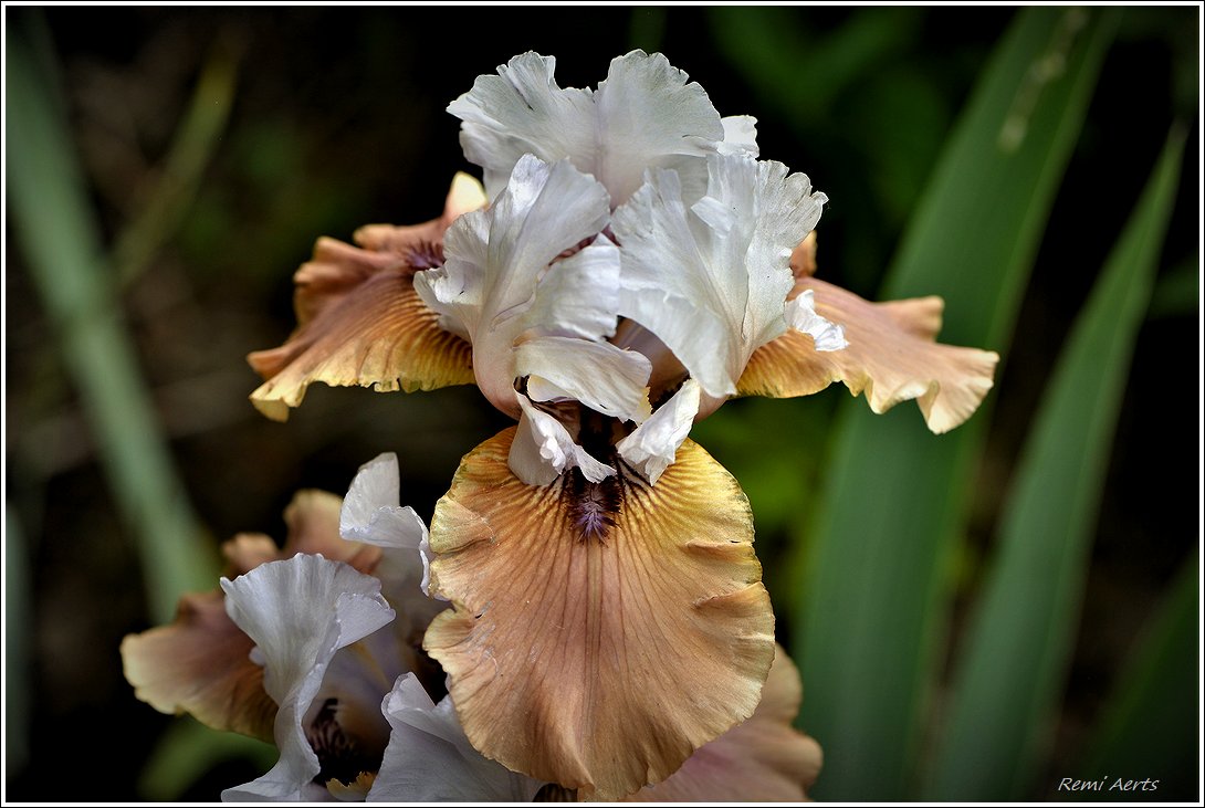 photo "***" tags: nature, macro and close-up, 