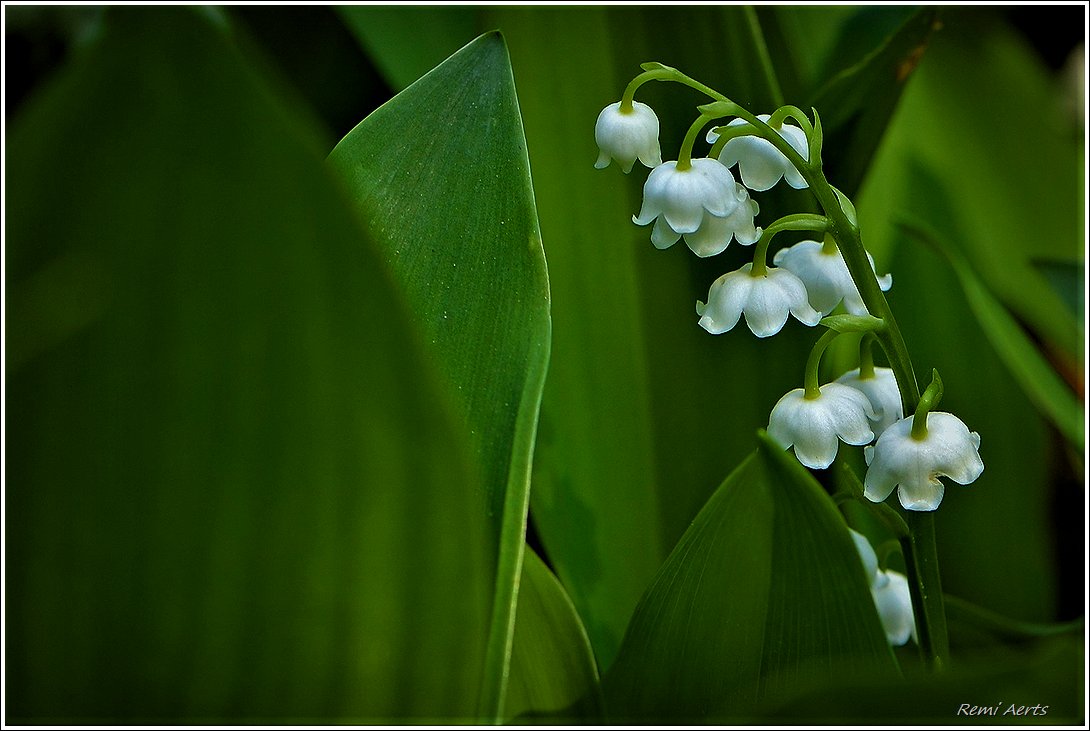 photo "***" tags: macro and close-up, nature, fragment, 