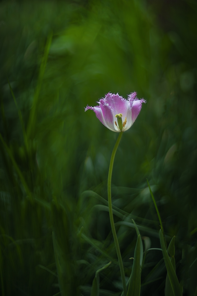 photo "***" tags: macro and close-up, 