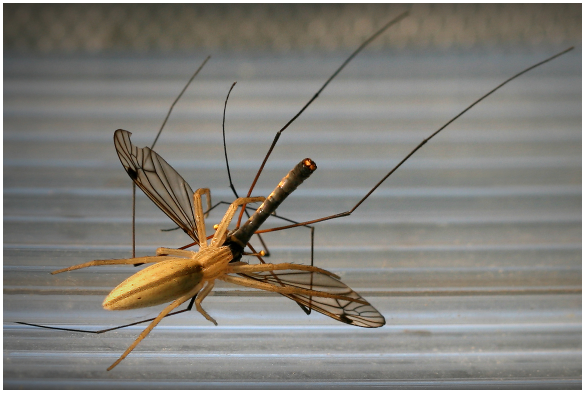 photo "The last flight of the bloodsucker" tags: nature, macro and close-up, 