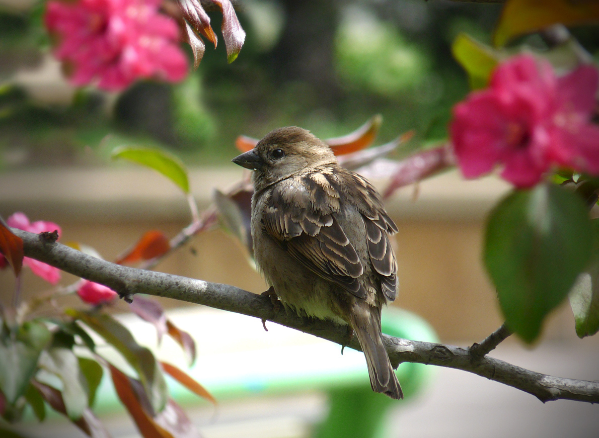 photo "***" tags: nature, wild animals