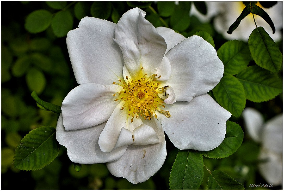 photo "***" tags: nature, macro and close-up, 