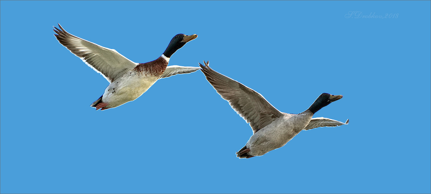 photo "Volar de la mano" tags: nature, Europe, sky, spring, wild animals, птицы, фауна