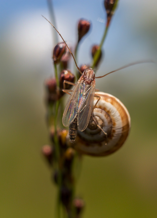 photo "***" tags: macro and close-up, 