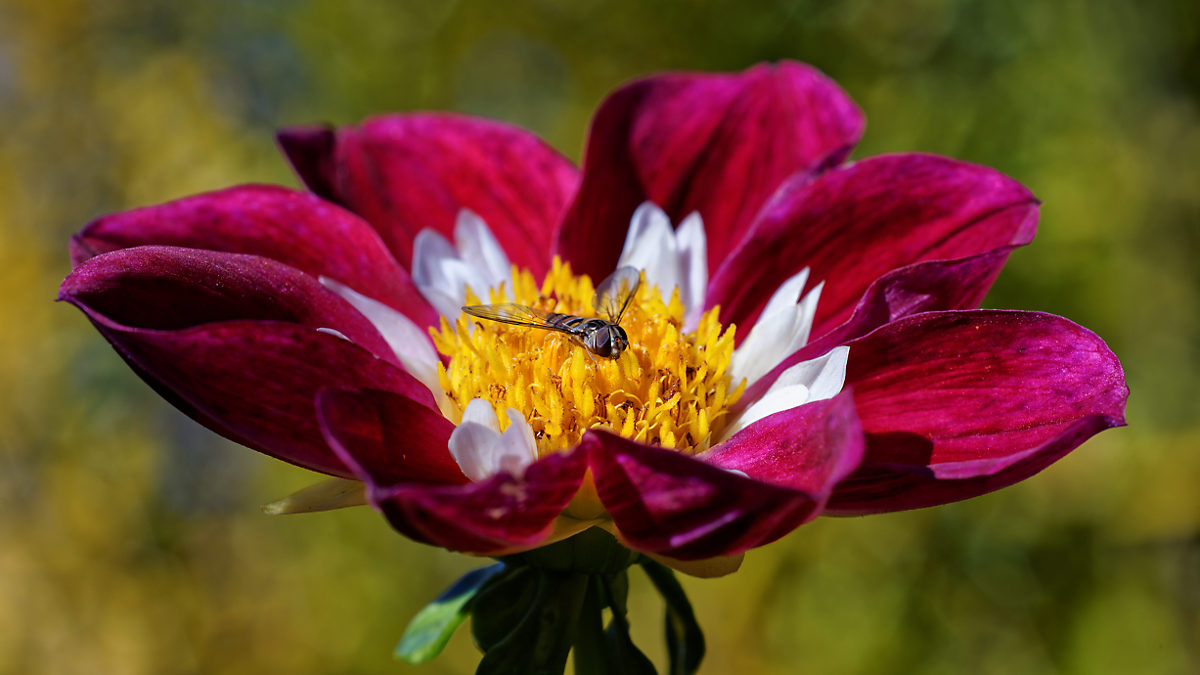 photo "***" tags: nature, macro and close-up, 