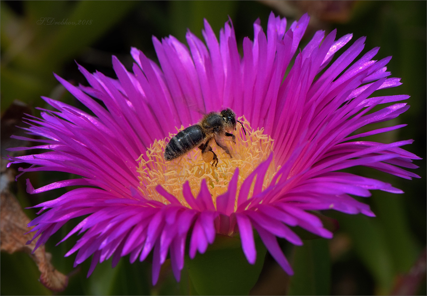 photo "Corona moruna del sol" tags: macro and close-up, nature, Europe, flowers, insect, spring, wild animals, пчела, фауна, флора