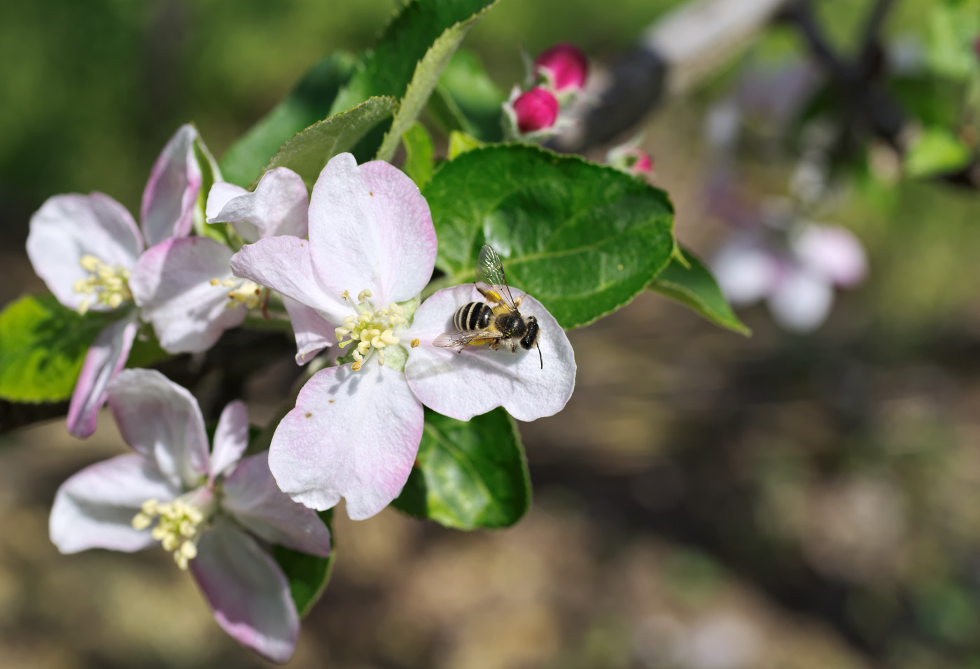 photo "***" tags: macro and close-up, 