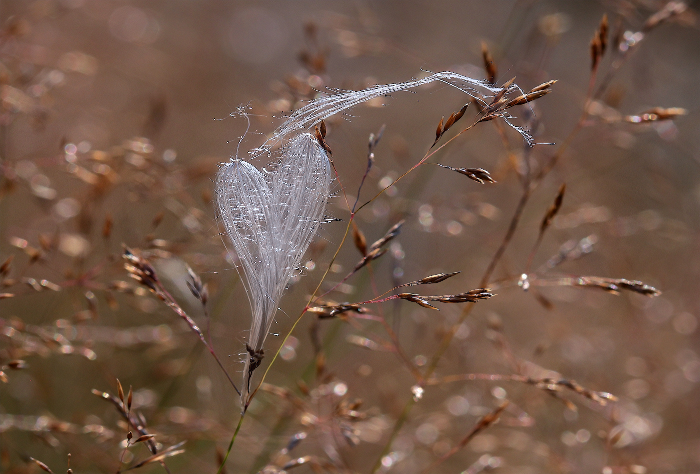 photo "***" tags: macro and close-up, nature, 