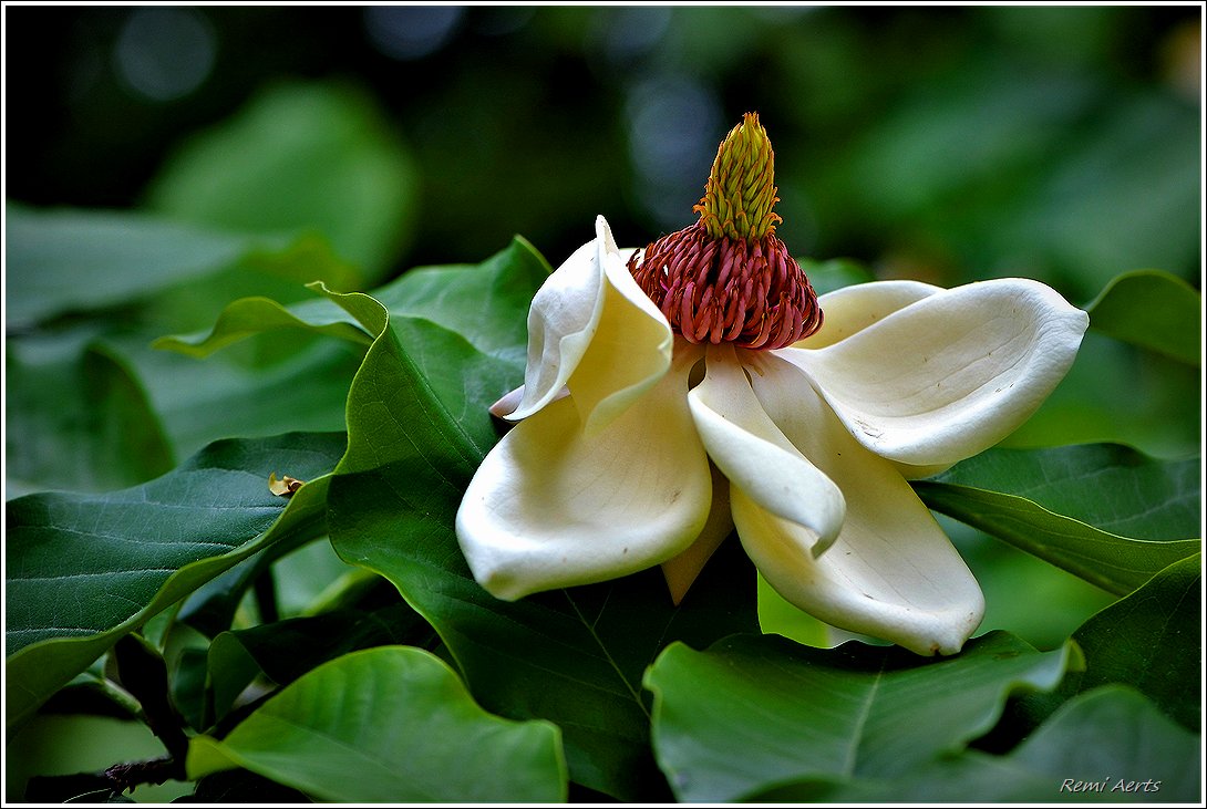 photo "***" tags: nature, macro and close-up, 