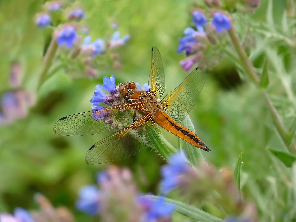 photo "***" tags: nature, insect