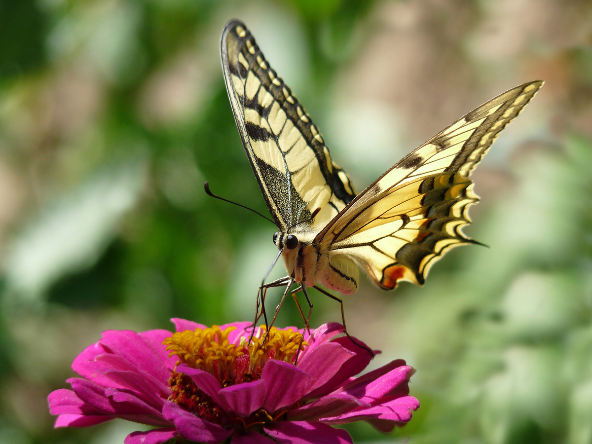 photo "***" tags: macro and close-up, insect