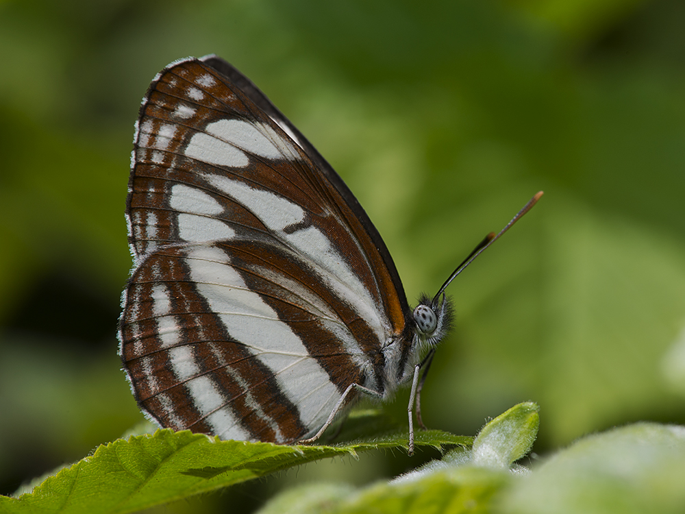 photo "***" tags: macro and close-up, бабочки