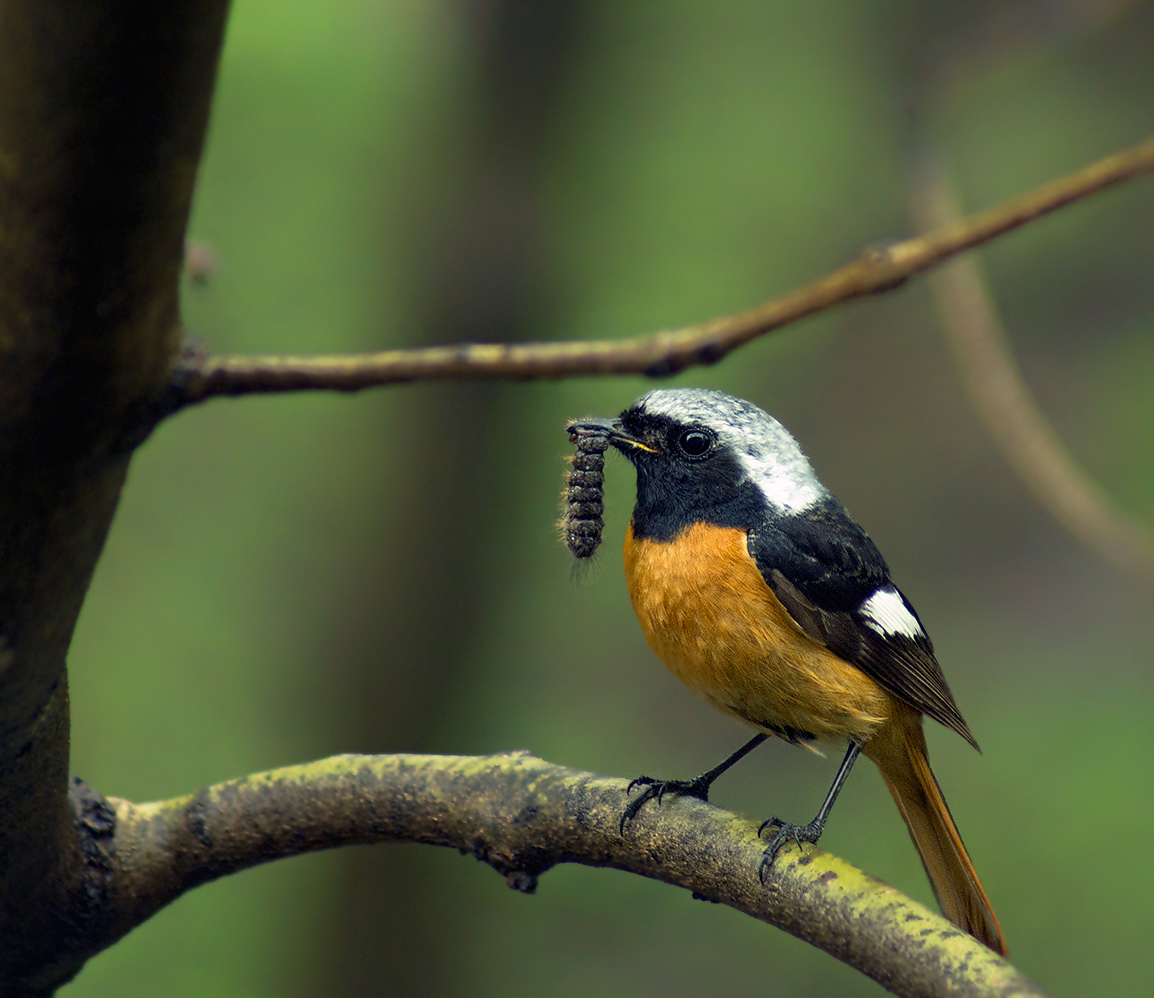 фото "Горихвостка обыкновенная (Phoenicurus phoenicurus )" метки: , 