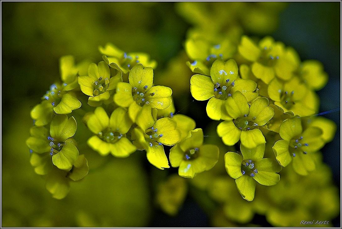 photo "***" tags: nature, macro and close-up, fragment, 