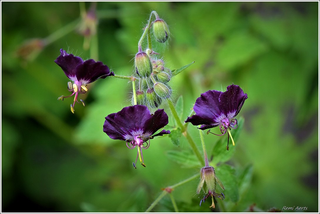 photo "***" tags: nature, macro and close-up, 
